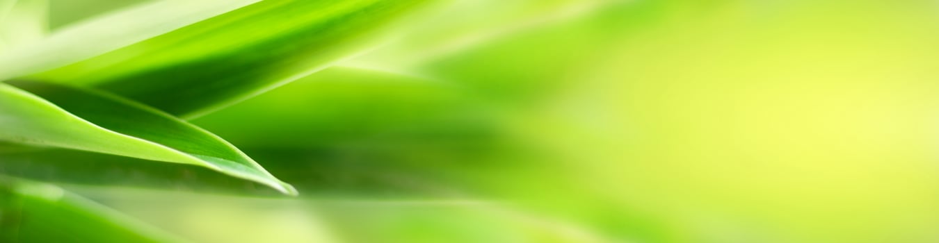 blurry leaves nature of summer green leaves natural green leaf plant used as wallpaper background photo