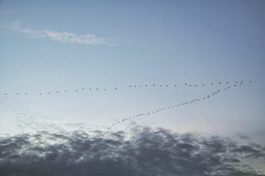 Cranes moving in formation in the sky. Migratory birds on the Darss. photo