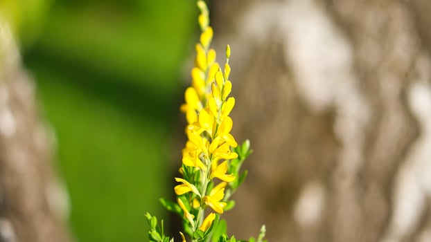 yellow broom flower on broom bush. Close up of a plant. Flower from the garden. photo
