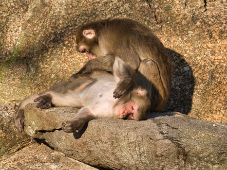 Baboons from the Berlin Zoo grooming their bodies photo