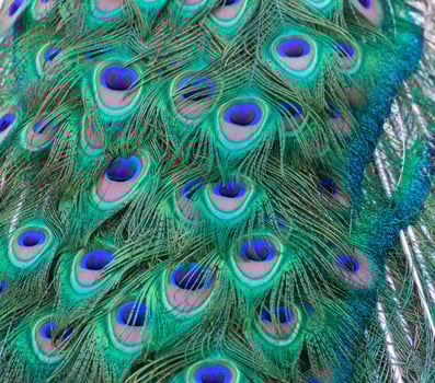 detail of the colors of a peacock's tail photo