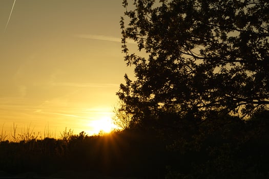 Setting sun on the outskirts of Berlin. Birds on the horizon, the sky seems to burn photo