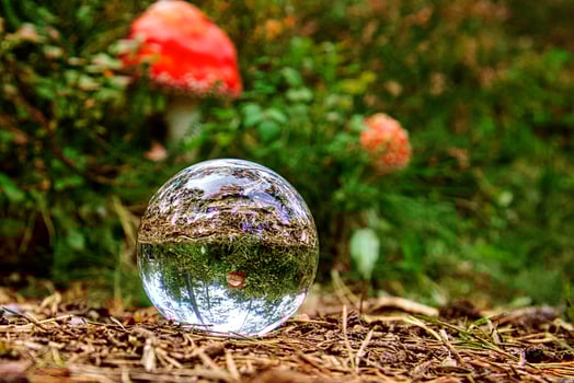 fly garlic in the forest seen through a glass ball photo