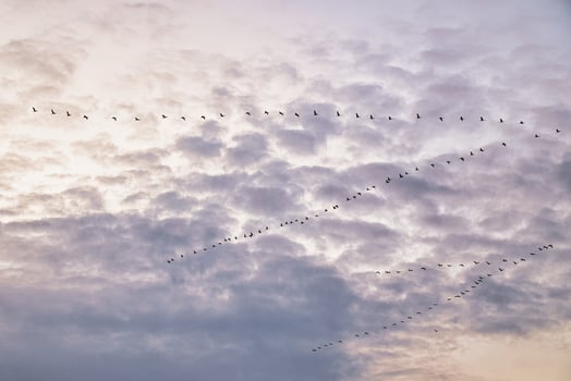 Cranes moving in formation in the sky. Migratory birds on the Darss. photo