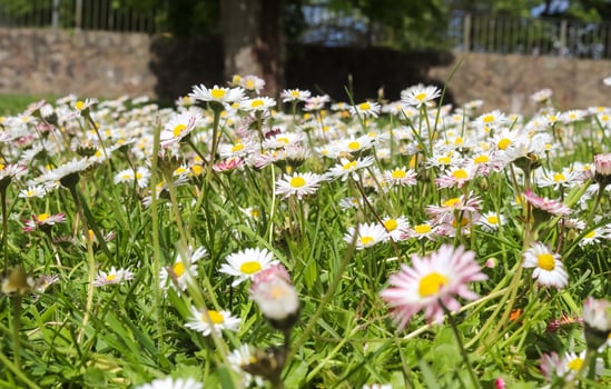 White garden daisy in a floral summer background. Leucanthemum vulgare. Flowering chamomile and gardening concept in a beautiful nature scene with blooming daisies photo