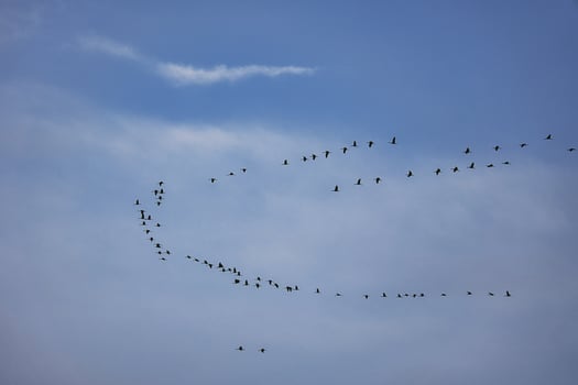 Cranes moving in formation in the sky. Migratory birds on the Darss. photo
