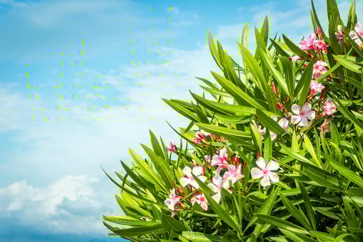 Bush of pink oleander against the sky photo