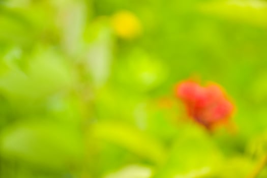 bokeh light soft blur beauty nature sun light photo