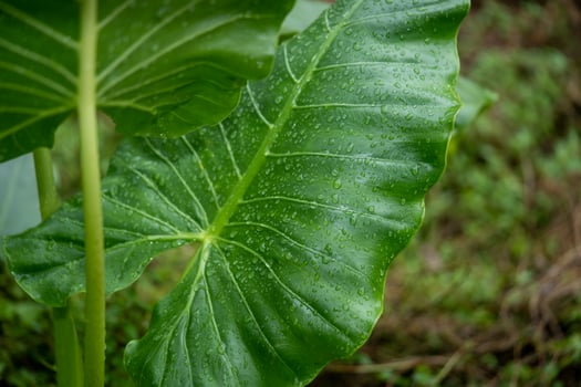 Closeup of dew drops on a green leaf photo