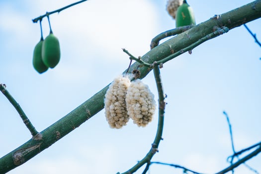 White silk cotton tree Ceiba pentandra, Kapuk Randu Javanese, the perennial fruit can be used to make mattresses and pillows. photo