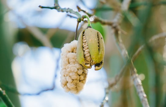 White silk cotton tree Ceiba pentandra, Kapuk Randu Javanese, the perennial fruit can be used to make mattresses and pillows. photo
