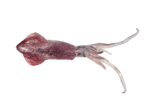 squid isolated on white background photo