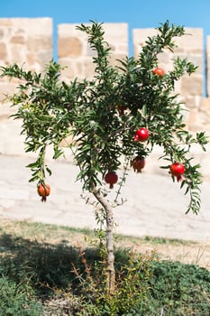 A ripe red pomegranate is hanging on a branch of a fruit tree. Natural food, eco-friendly, orchard photo