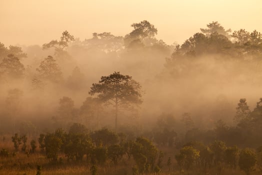 misty morning sunrise in forest at Thung Salang Luang National Park Phetchabun,Thailand photo