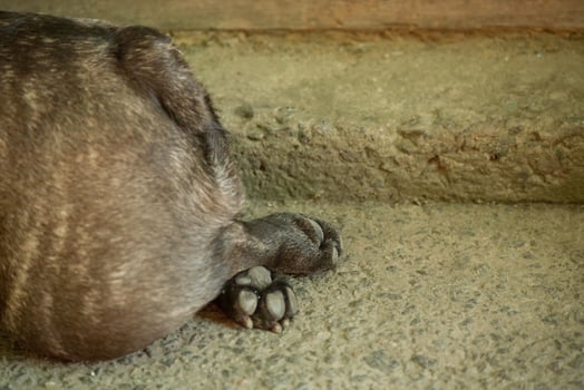 The dog lies with folded paws. French bulldog paws on the track. photo