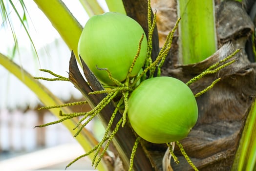 Young coconut fruit on the coconut tree,  fresh green coconut palm tree tropical fruit on plant in the garden on summer photo