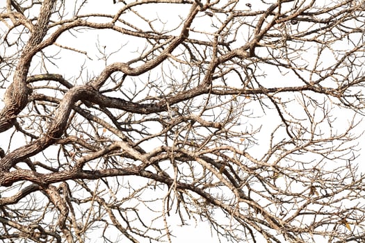Tree twigs with bare trunks and branches photo