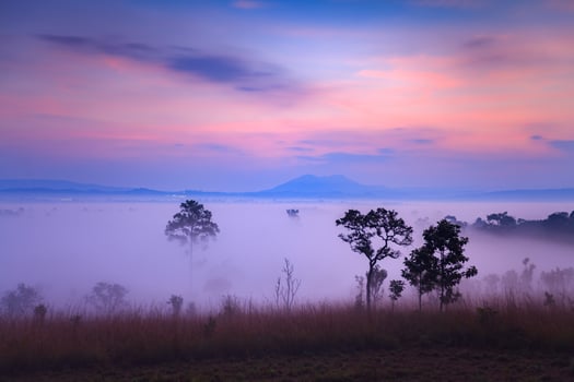 Misty morning sunrise at Thung Salang Luang National Park Phetchabun,Thailand photo