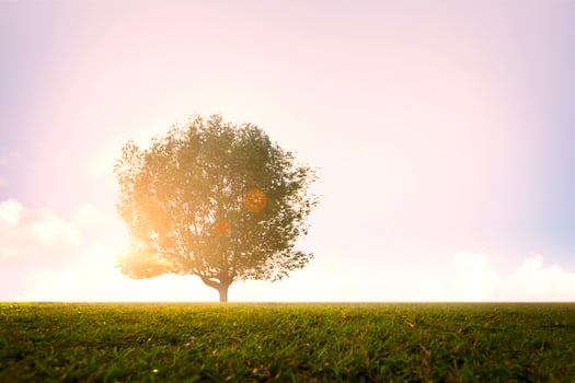 green tree at park at sunrise photo