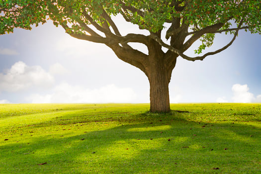 Field, close up tree and blue sky photo