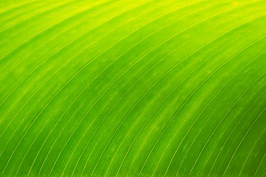 banana leaf background photo