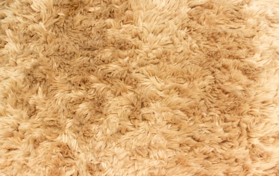 close up teddy bear wool photo