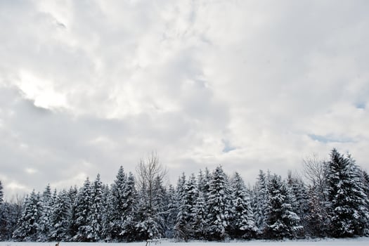 Pine trees covered by snow. Beautiful winter landscapes. Frost nature. photo