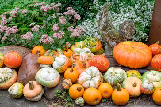 Pumpkins in the german muensterland photo
