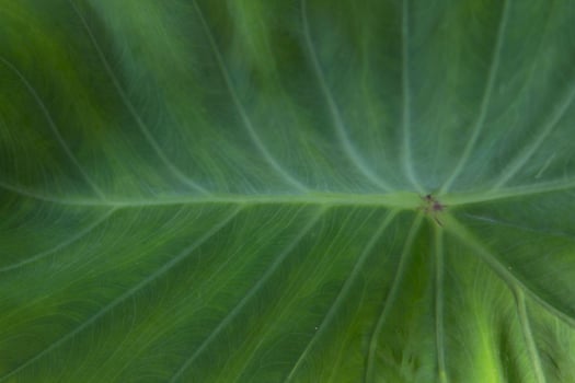 Green taro leaves with beautiful natural patterns and rolling water on the taro leaves that nature has created to prevent the taro leaves from getting wet naturally. photo