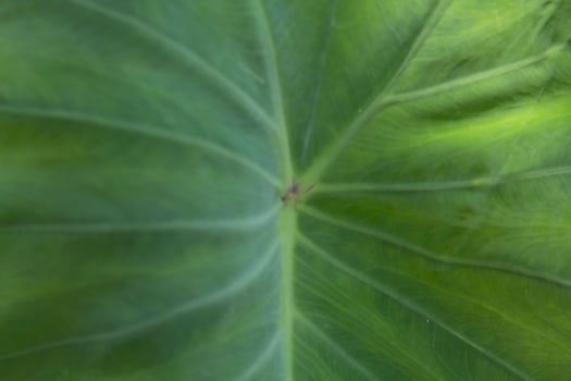 Green taro leaves with beautiful natural patterns and rolling water on the taro leaves that nature has created to prevent the taro leaves from getting wet naturally. photo