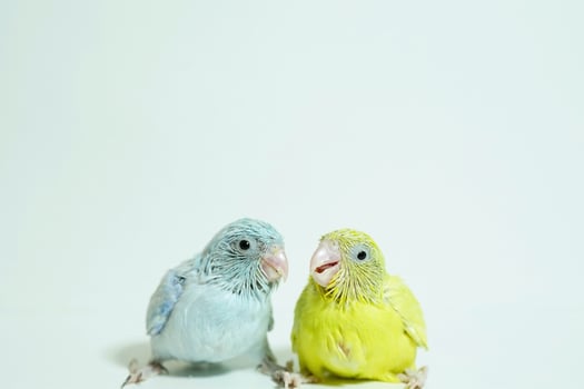 Forpus 2 baby bird newborn American yellow and white color sibling pets standing on white background, the domestic animal is the smallest parrot in the world. photo