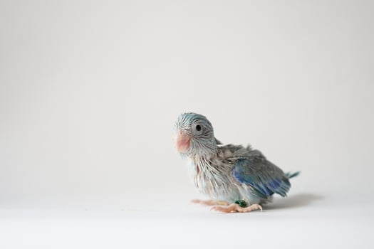 Forpus baby bird newborn Blue pied color 26 day old standing on white background, it is the smallest parrot in the world. photo