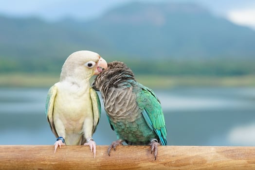 Two green cheek conure couple turquoise and turquoise cinnamon and opaline mutations color on the sky and mountain background, the small parrot of the genus Pyrrhura, has a sharp beak. photo