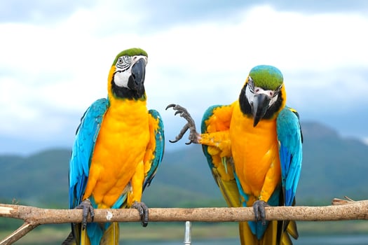 Two Blue and Gold Macaw Ara ararauna is a large South American parrot on wooden perch, one raising one leg.  natural background, mountains, sky, blur photo