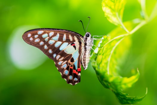 Common Jay butterfly hanging on leaf photo