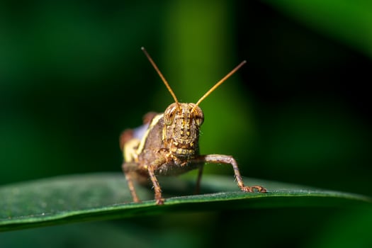Macro picture of locust on green leaf nature close up background photo