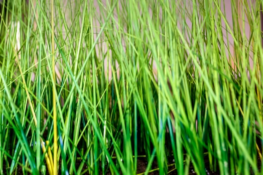 young lawn shoots of grass photo