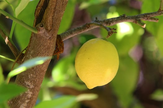 Fruits of citrus trees in the city park. photo
