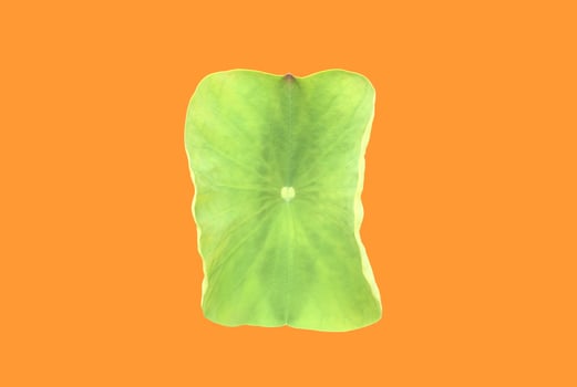 Isolated waterlily or lotus leaf with clipping paths. photo