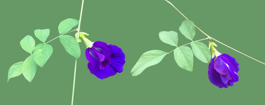 Isolated butterfly pea flower with clipping paths. photo
