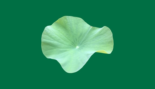 Isolated waterlily or lotus leaf with clipping paths. photo