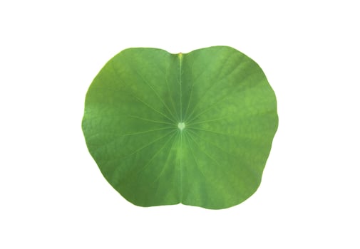 Isolated waterlily or lotus leaf with clipping paths. photo