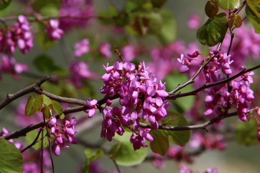 Almond blossoms in a city park in Israel. photo
