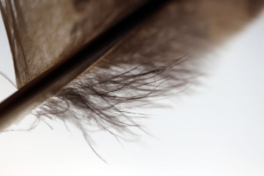 Brown Feather on blur background photo