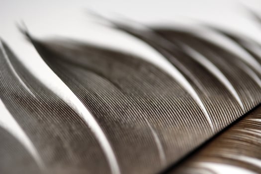 Brown Feather on blur background photo