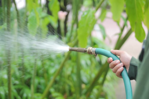watering plants in the garden photo
