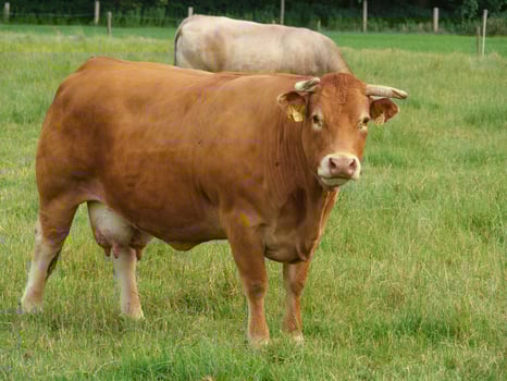 cows in westphalia photo