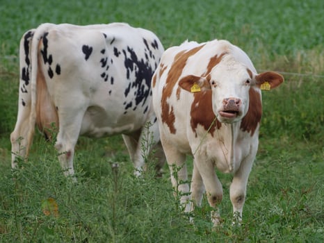 cows in the german muensterland photo