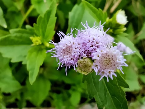 Macro of beautiful purple flowers in the field. photo