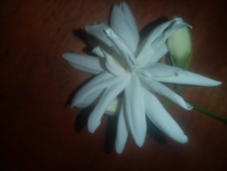 Arabian Jasmine, white flower,  wallpaper,  beautiful flower, beauty nature photo